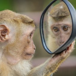 Mirror, mirror, what’s up with the mirror writing?